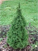 11f21f35-c10a-11ef-8915-246e9611e8f5-1