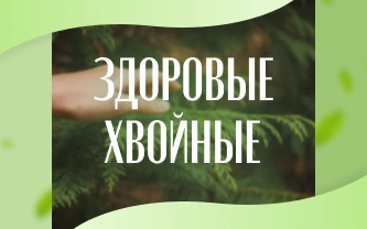 Подкормка хвойных растений: выбор и применение удобрений