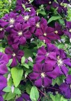 5597367f-fff8-11ef-8915-246e9611e8f5-1