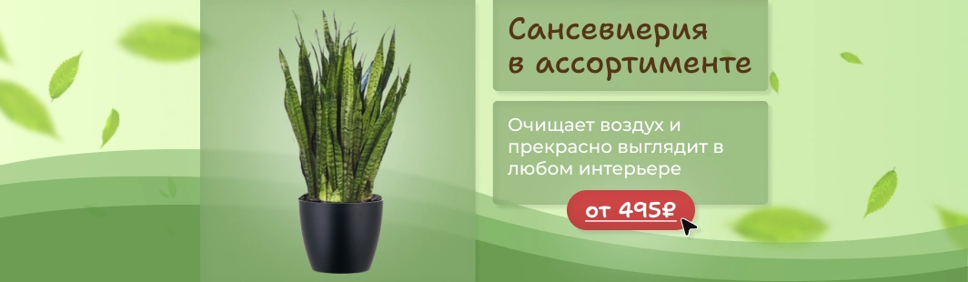 Сансевиерия