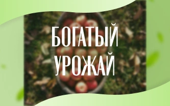 Подкормка плодовых деревьев и кустарников: руководство по выбору и применению удобрений