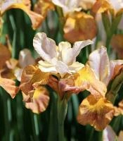 0bd33682-ffe6-11ef-8915-246e9611e8f5-1