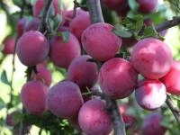 8c9fe072-200f-11f0-8918-246e9611e8f6-1 8c9fe072-200f-11f0-8918-246e9611e8f6-1