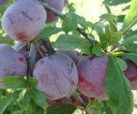 66dd6b4b-201c-11f0-8918-246e9611e8f6-1