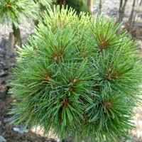 e5821c95-c35c-11ef-8915-246e9611e8f5-1