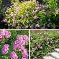 fadceb4b-a34e-11eb-93b3-005056c00008-1