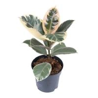 7ea3d223-7e04-11ee-ae0a-001e673ebdea-1