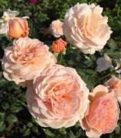 c7691ecb-df88-11ed-97e3-001e673ebdea-1