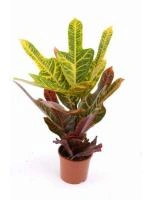 d22ede19-cea2-11eb-8e2c-005056c00008-1