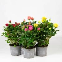 db941677-7683-11ef-8911-246e9611e8f6-1