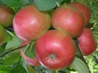 cb1b9278-2f0b-11f0-8918-246e9611e8f6-1