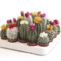 c6a0a717-7e08-11ee-ae0a-001e673ebdea-1