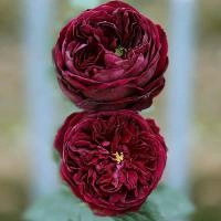 1e97d605-27cd-11e8-9db1-005056c00008-1