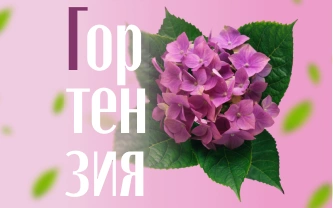 Гортензии: королевы сада. Виды, посадка, уход и секреты пышного цветения