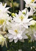 ae0f9d46-9b70-11e2-8061-00500454e615-1