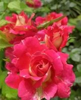 a228d46f-27d4-11e8-9db1-005056c00008-1