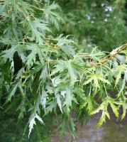 bd4a2770-114b-11f0-8918-246e9611e8f6-1