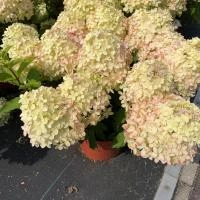 8f0157ee-3d12-11ef-8910-246e9611e8f6-1