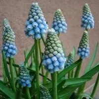 1270150c-da0e-11e0-90f8-00500454e615-1