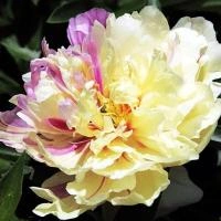 e92b90cf-4032-11ef-8910-246e9611e8f6-1