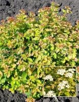 73b591bb-113a-11f0-8918-246e9611e8f6-1