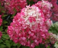 8e6b78a2-df3a-11ed-97e3-001e673ebdea-1