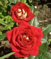 0c5a539c-281c-11e8-9db1-005056c00008-1