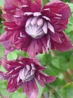 7917d87f-fff7-11ef-8915-246e9611e8f5-1