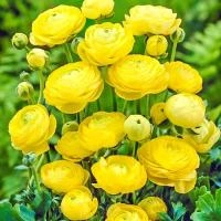 a6c1c2c6-ca4c-11e0-ab72-00500454e615-1 a6c1c2c6-ca4c-11e0-ab72-00500454e615-1