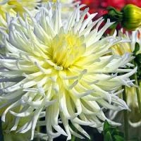 20c3edee-2240-11e0-9fb4-00500454e615-1