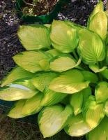 c2a06528-000b-11f0-8915-246e9611e8f5-1