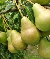 cedd449c-29c2-11f0-8918-246e9611e8f6-1 cedd449c-29c2-11f0-8918-246e9611e8f6-1