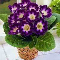 c4c16804-3740-11eb-b90a-005056c00008-1