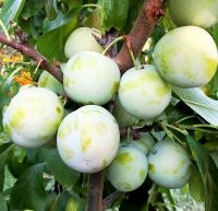 d3b72c35-202c-11f0-8918-246e9611e8f6-1 d3b72c35-202c-11f0-8918-246e9611e8f6-1