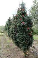 87263aa3-151e-11f0-8918-246e9611e8f6-1