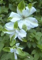 0961d57b-ffef-11ef-8915-246e9611e8f5-1