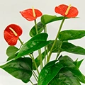 Искусственные растения Искусственные растения