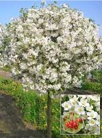 bcaa603c-1533-11f0-8918-246e9611e8f6-1