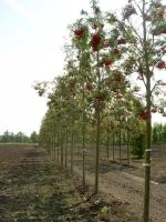 54d221d7-ece3-11ee-890b-246e9611e8f5-1