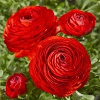 a6c1c2c8-ca4c-11e0-ab72-00500454e615-1