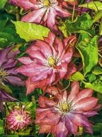 4456e1ab-fff5-11ef-8915-246e9611e8f5-1