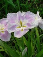 50c7b1c9-ffec-11ef-8915-246e9611e8f5-1