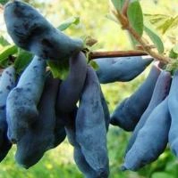 bbd60792-a9b4-11eb-93b3-005056c00008-1