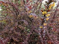 9665b66c-1144-11f0-8918-246e9611e8f6-1