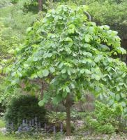 f81a0db3-1532-11f0-8918-246e9611e8f6-1