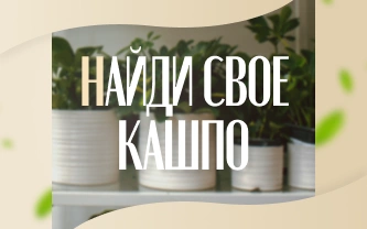 Важность пропорций: как выбрать кашпо, отвечающее потребностям растения. Важность пропорций: как выбрать кашпо, отвечающее потребностям растения.