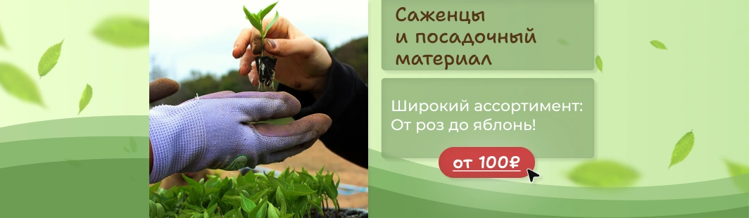 Саженцы Саженцы