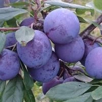 2256ed0c-55b0-11f0-891a-246e9611e8f6-1 2256ed0c-55b0-11f0-891a-246e9611e8f6-1