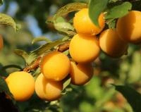 cc423f25-1f53-11f0-8918-246e9611e8f6-1