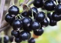 f1a7341d-a342-11eb-93b3-005056c00008-1